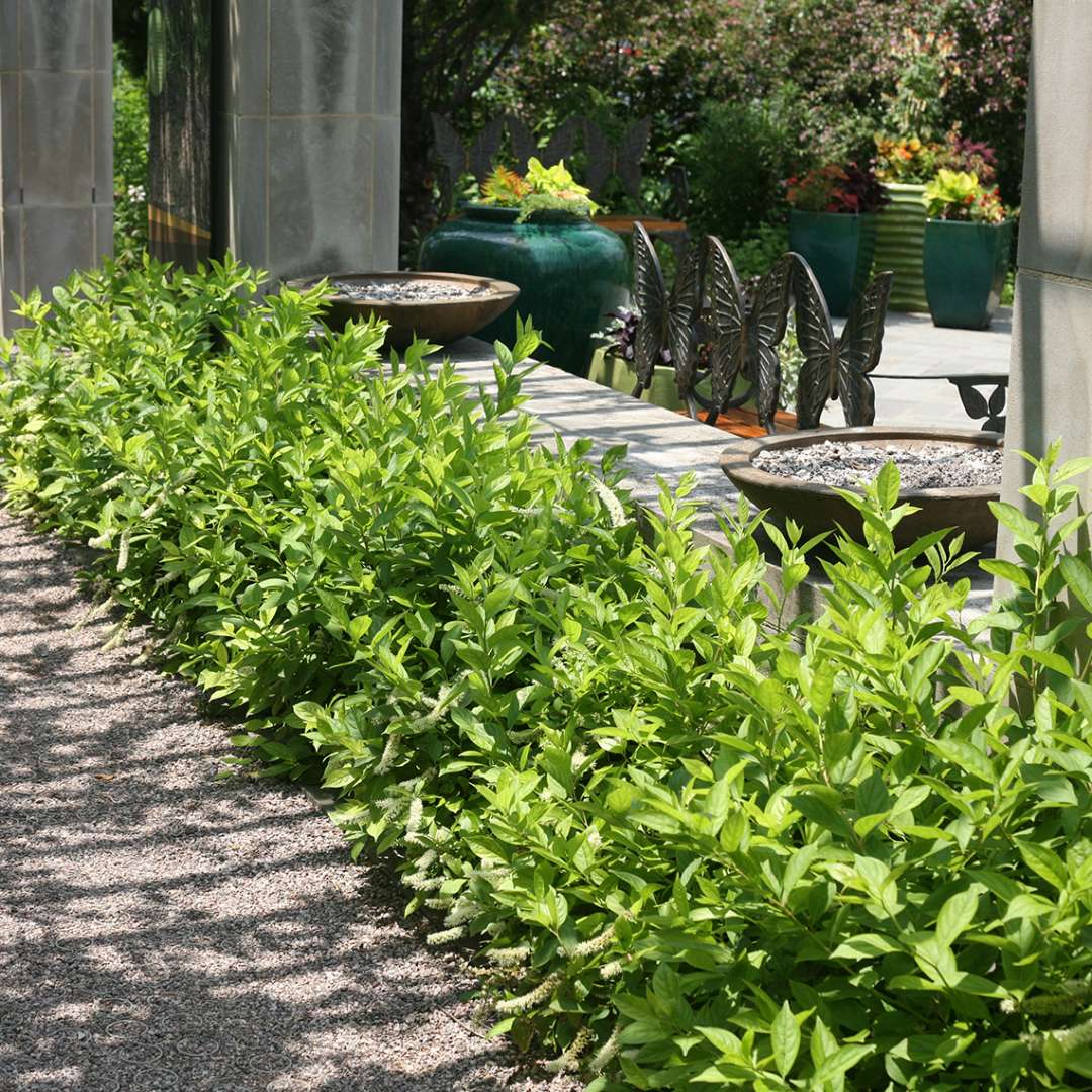 Low hedge of Little Henry Itea at along sidewalk at botanical garden